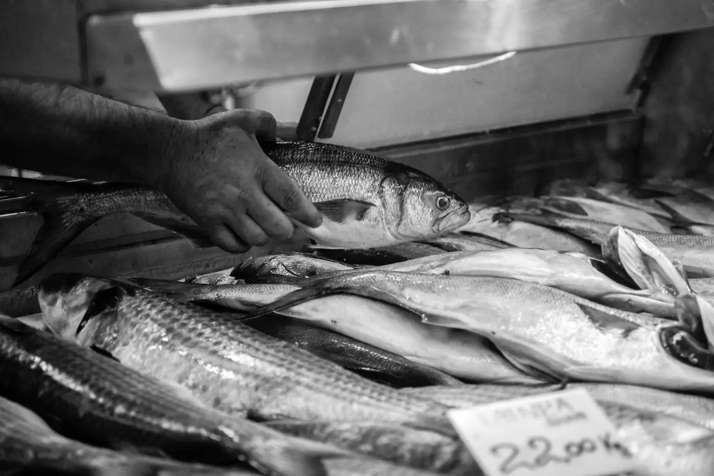 Black and white image of fresh fish on ice at a market stall.