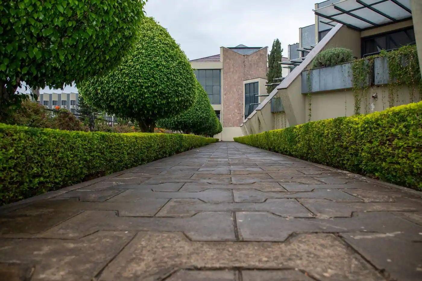 A symmetrical pathway flanked by neatly trimmed hedges leading to a modern building facade
