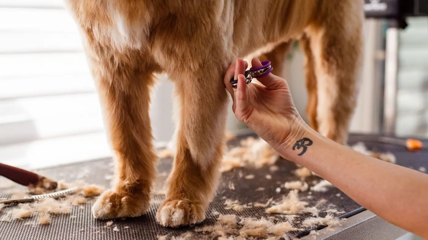 Close-up of scissors trimming during a professional grooming session