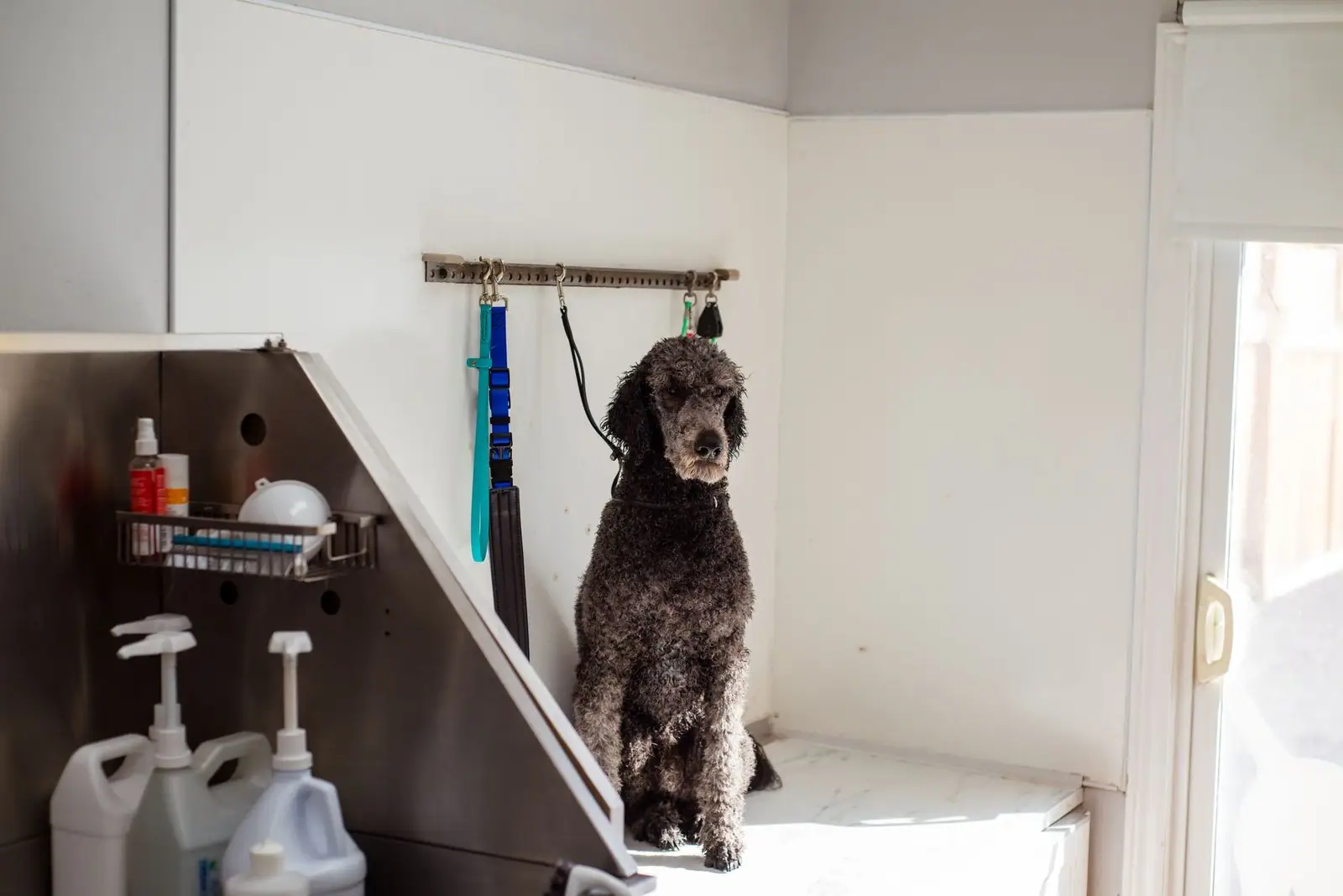 A poodle sits patiently in a pet salon