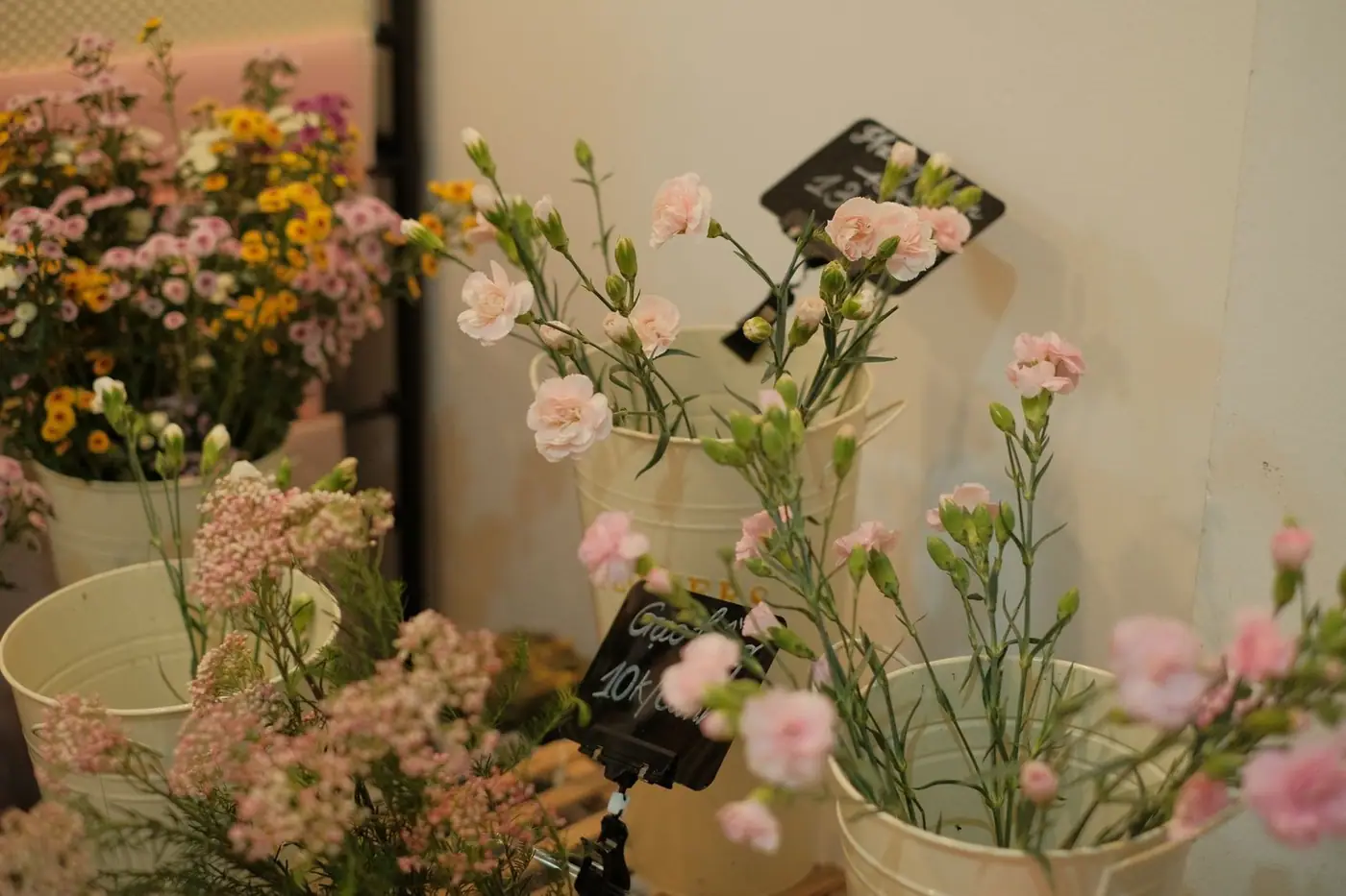 Pink carnations displayed in buckets