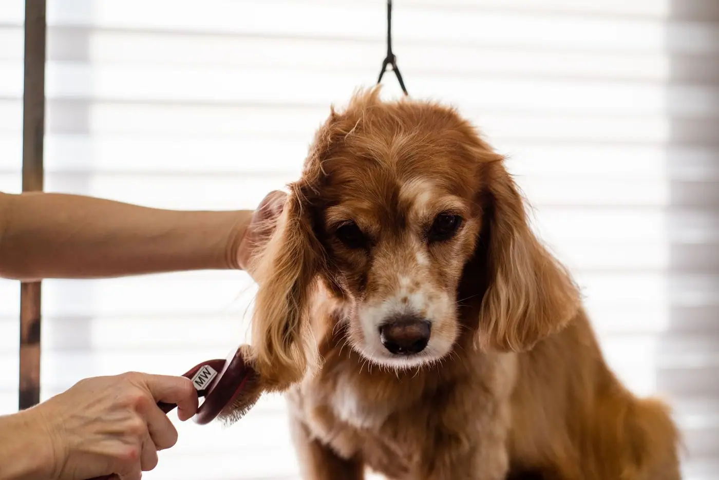 A Cocker Spaniel being groomed indoors by a professional groomer