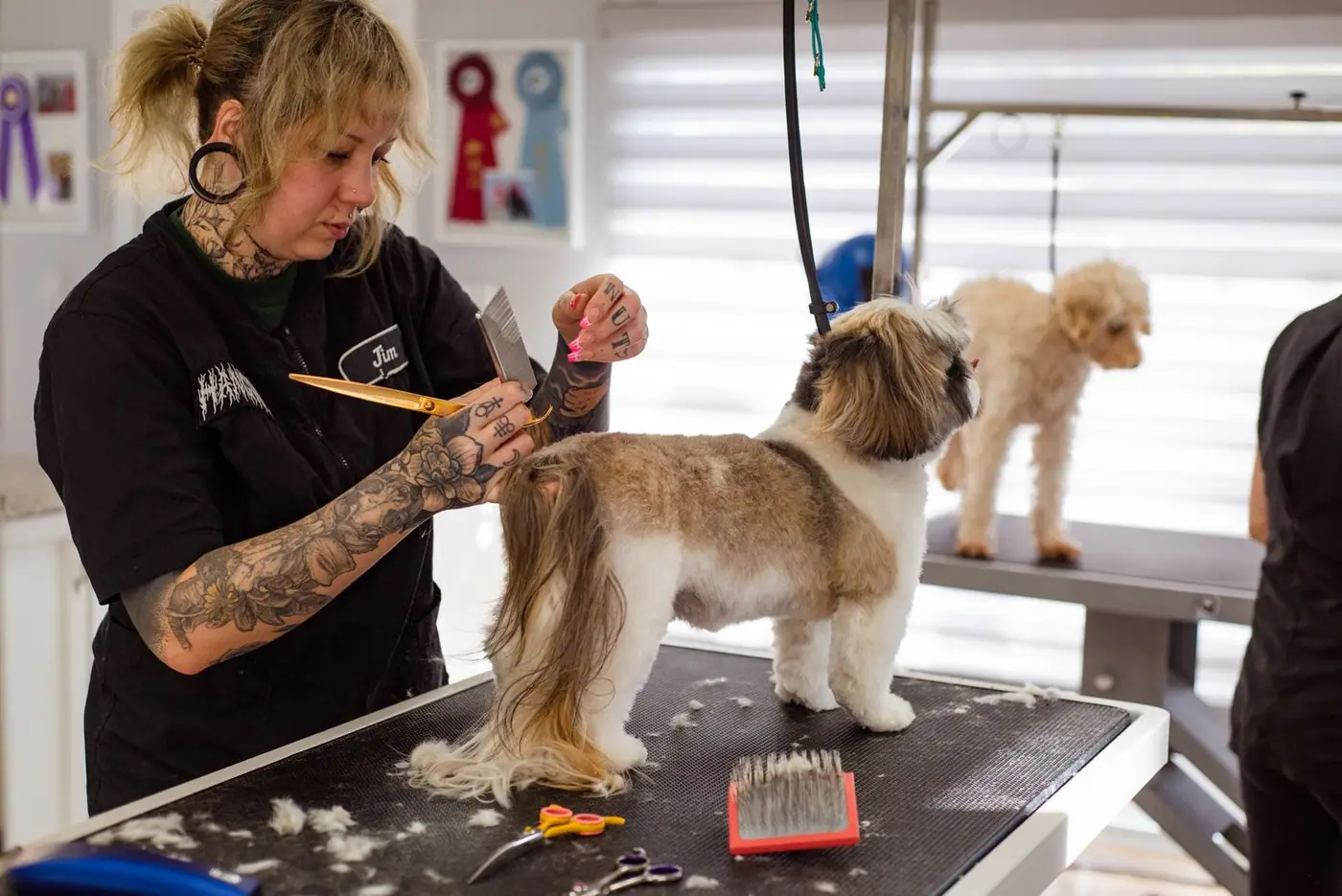 A groomer styling a Shih Tzu while another dog waits